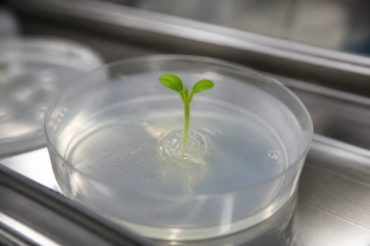 Biotechnology breakthroughs: the shift toward programmable life