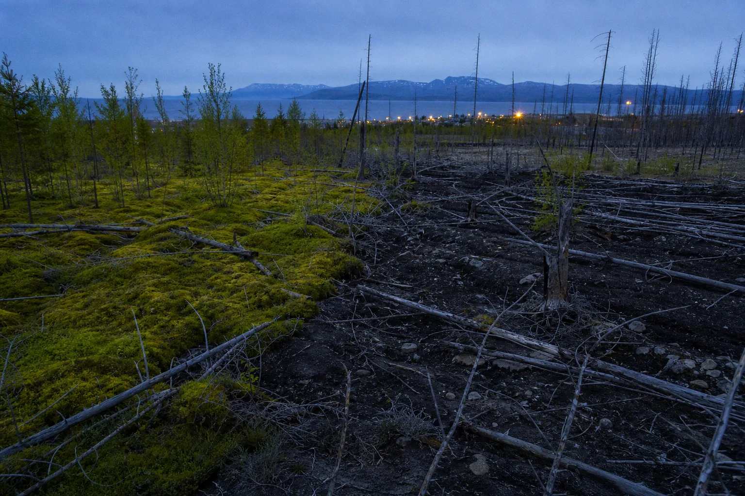 Boreal forest shifts: climate change effects on environment