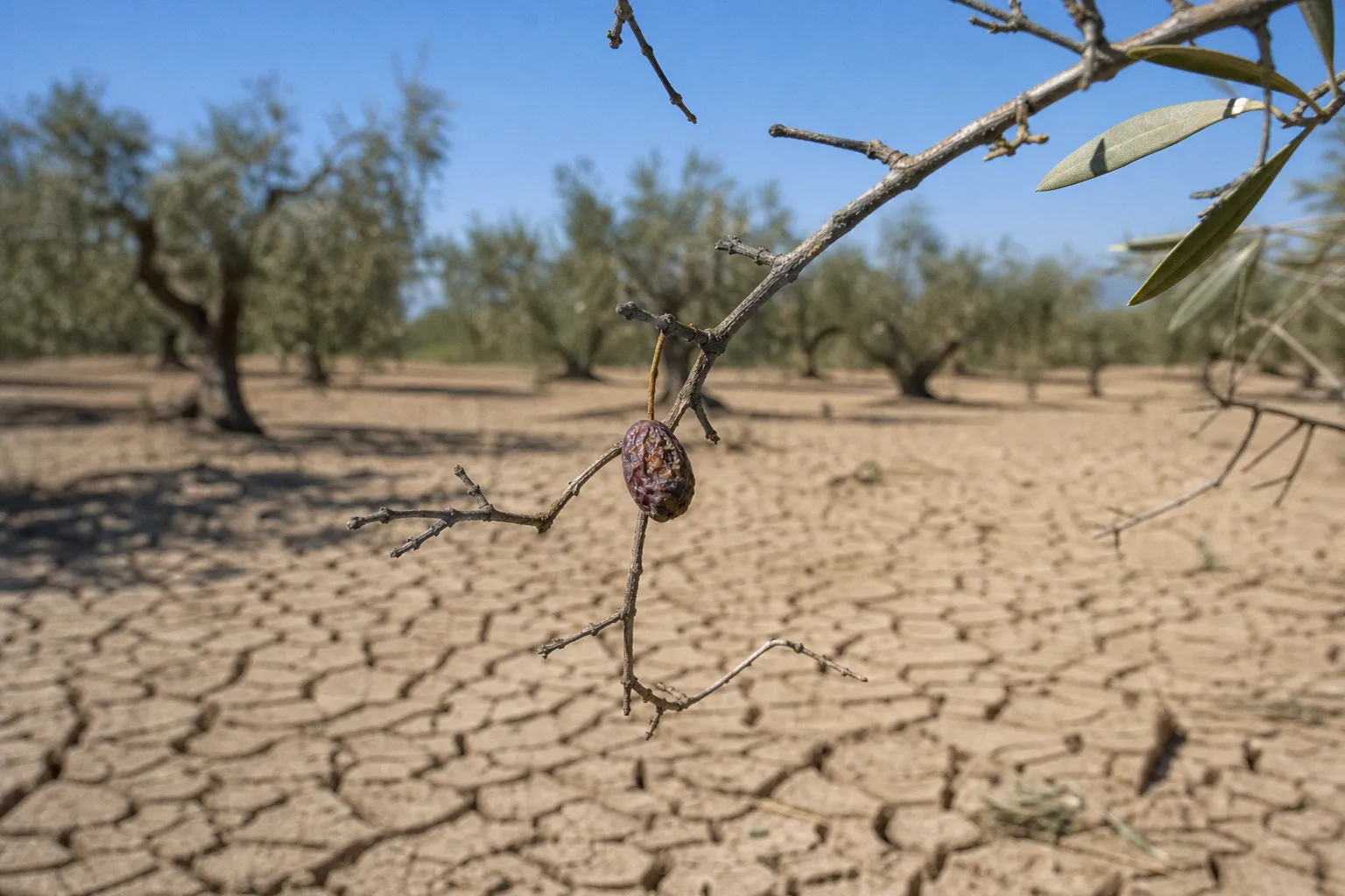 Climate change effects in agriculture: the olive oil lesson